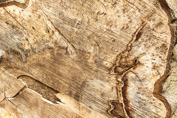 Grain from a tree providing an abstract background