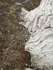 The base of the tree closeup with earth and melting snow