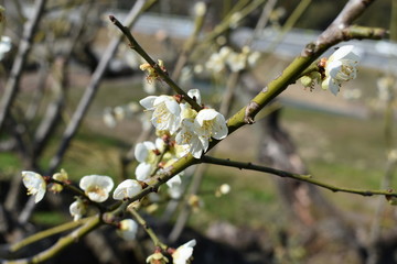 梅の花