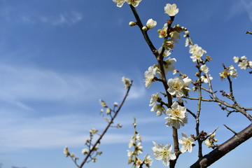 梅の花