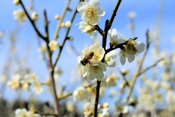 梅の花
