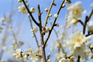梅の花