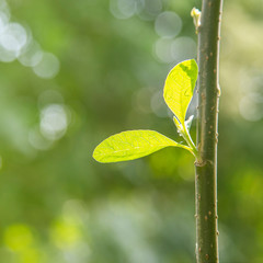 Sunlight ray with tree branch background