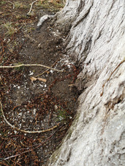 The base of the tree closeup with earth and melting snow