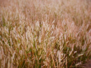 field of wheat summer background