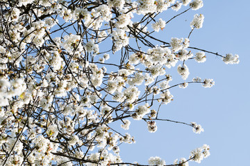 white blossom in spring