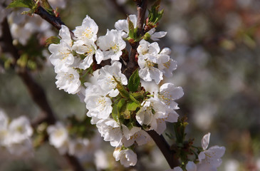 Obraz premium Cherry in bloom