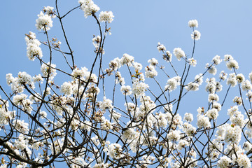 White Blossom on background of blue sky