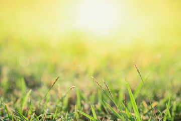 Close up beautiful view of nature green grass on blurred greenery tree background with sunlight in public garden park. It is landscape ecology and copy space for wallpaper and backdrop.