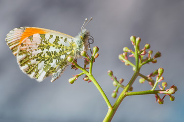 Nel mondo delle farfalle (Anthocharis cardamines)