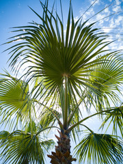 Palm tree and sky