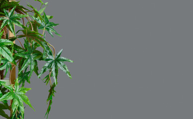 Home greenery concept