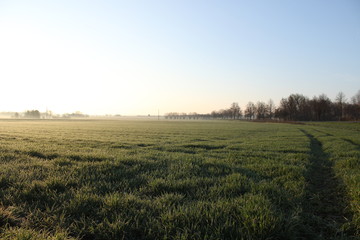 Obraz premium Nebelige Feldflur in der Morgensonne