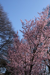 Kirschbaum Kirschblüte Zierkirsche vor blauem Himmel