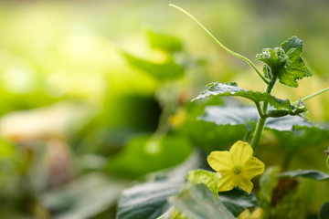 Obraz premium Beautiful leaf with yellow sunlight on greenery blurred background in morning time.Freshness concept use for decorative wallpaper and template of website magazine. -Image.
