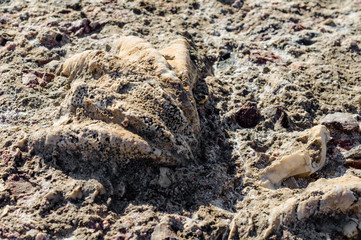 excavated shell grew into stone close up