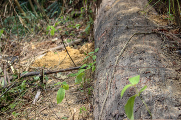 Beautiful nature humans should conserve