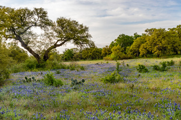 bluebonnets in a field