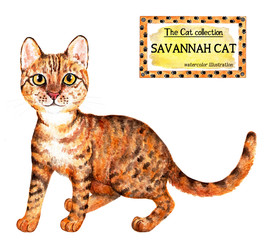 Savannah cat. The cat collection. Watercolor illustration. Cats breed collection. Pet. Illustration for design, decor, printing.