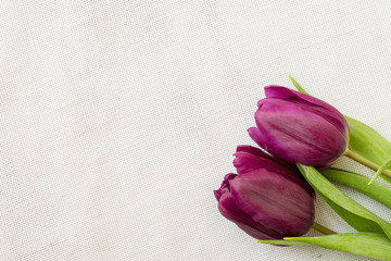 Purple tulips on a white background