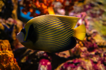 Naklejka na ściany i meble Colorful coral reef with many fish in sea aquarium