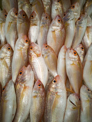 Fresh fishes at the market