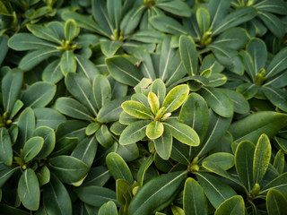 Green plant close up