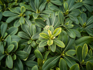 Obraz premium Green plant close up