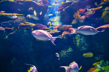 Colorful coral reef with many fish in sea aquarium