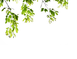 Natural green, white background. There is space for entering text.