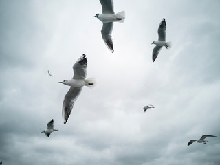 Seagulls flying in the sky