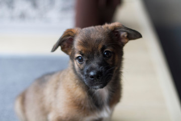 Muzzle puppy close up