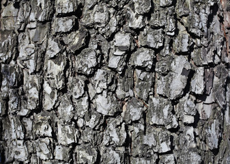 Bark wood texture background