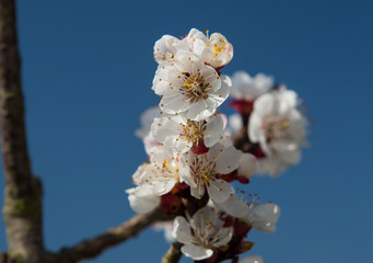 Marillenbl&uuml;te
