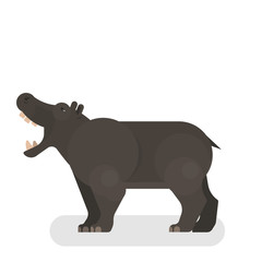 Behemoth or hippopotamus from africa. Wild hippo