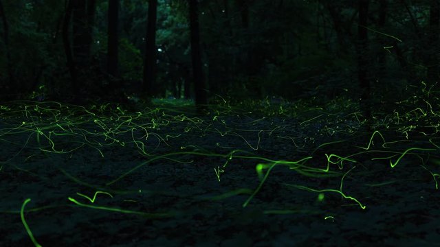 Timelapse of firefly swarming
