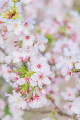 Cherry blossoms blooming under the blue sky