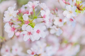 Obraz premium Cherry blossoms blooming under the blue sky