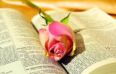 Pink rose on bible