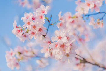 Cherry blossoms blooming under the blue sky