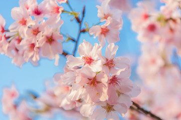 Fototapeta na wymiar Cherry blossoms blooming under the blue sky