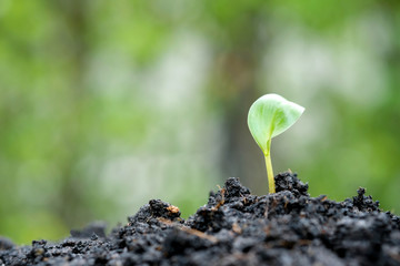 Drops on the leaves and planting a seed in soil agriculture. plants growing nature and reducing global warming concept