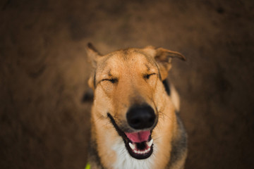 View from above at happy mongrel dog with sitting with your eyes closed