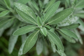 SALVIA