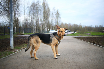 Red and black stray dog stands on a black asphalt road. Side view. Autumn background