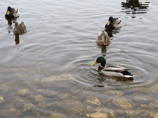Ducks in sewage in the lake in winter in Russia