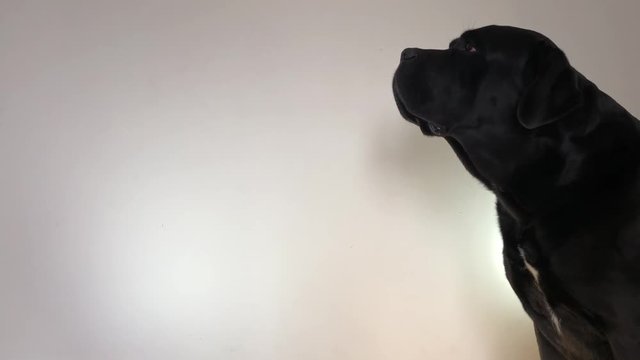 Big, black dog Cane Corso, closeup
