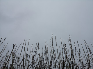 Bare branches of a dark tree against a blue sky in winter