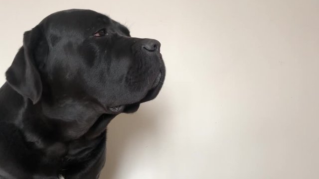 Big, black dog Cane Corso, closeup