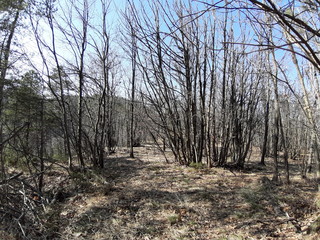 Liguria, Italy – 03/30/2019: An amazing caption of old and tall trees in a village near Genova in spring without leaves and some flowers on the high part of the plant, beautiful view to the houses and